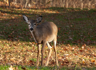 Whitetail deer with a smirk on its face