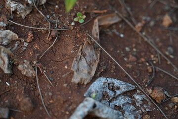 leaf on the stone