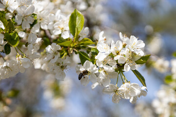 A bee collects pollen in flowers of a sour cherry tree.