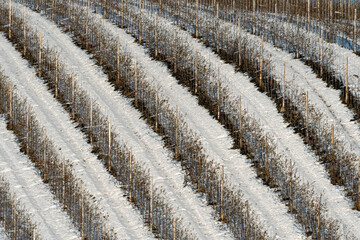 Rows of apple trees at Toten, Norway, in winter.
