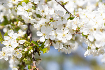 A bee collects pollen in flowers of a sour cherry tree.