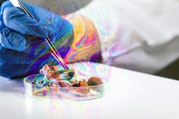 Scientist with tweezers puts magic mushrooms with psychedelic colors in a petri dish in laboratory.