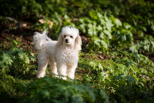 puppy in the grass