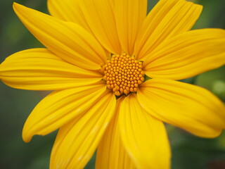 Fototapeta premium yellow daisy flower