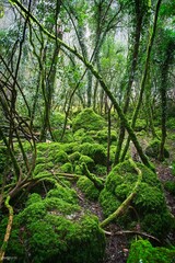 green forest in the morning