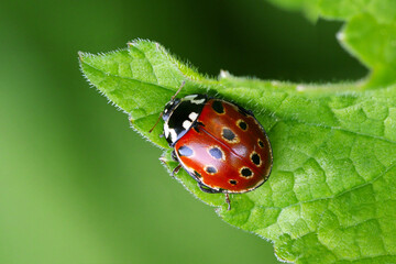 Augenmarienkäfer (Anatis ocellata)  © Guenther