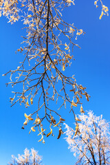 A tree branch against the blue sky with dry leaves was covered with frost. Winter landscape.