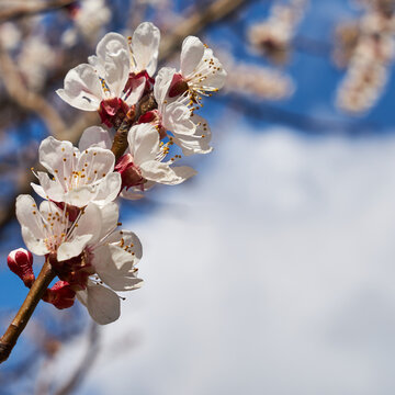 An image of a flowering tree. Image of cherry blossoms.