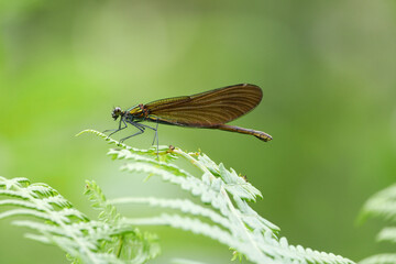 Blauflügel-Prachtlibelle (Calopteryx virgo)