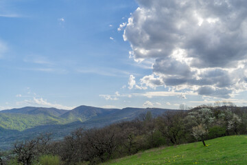 Image of a blooming tree on an alpine meadow.