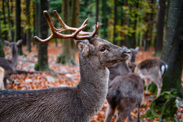deer in the woods