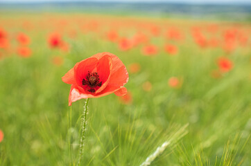 Obraz premium Mohnblumenfeld im Sommer
