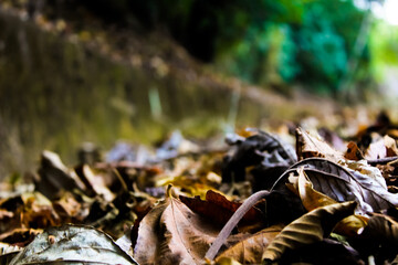 Leaves