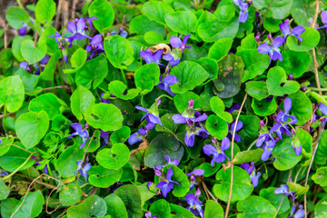 Wild violets on a meadow at spring