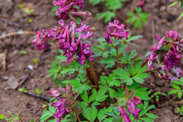 Purple corydalis flowers in forest at spring