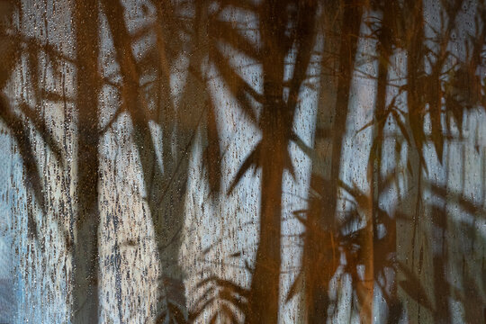 Bamboo shadow abstract on the frosted glass in the raining peroid at the night with spotlight from outside. This image  look fresh cool weather and mystery or horror feeling in the same time.