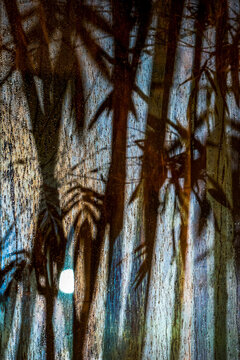 Bamboo shadow abstract on the frosted glass in the raining peroid at the night with spotlight from outside. This image  look fresh cool weather and mystery or horror feeling in the same time.