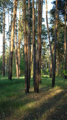 Fototapeta premium summer forest