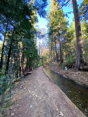 path in autumn forest