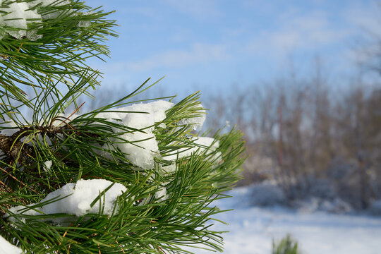 Coniferous trees covered with snow.