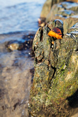 a piece of amber got stuck in the tree of an old breakwater.