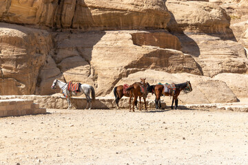 Donkeys  its a popular transportation in Jordan  Petra 