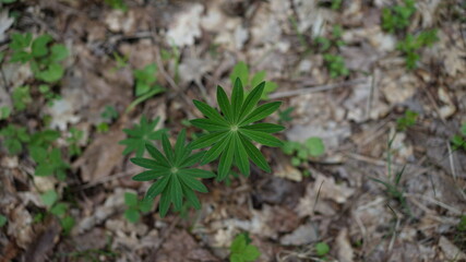 plant in summer forest