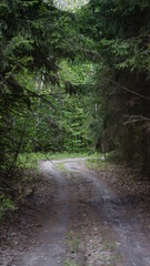 Obraz premium summer forest and flowers