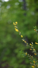 summer forest and flowers