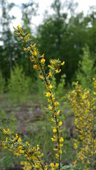 Obraz premium summer forest and flowers