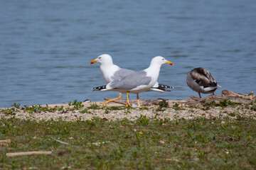 Adulte Mittelmeermöwen (Larus michahellis) im Brutkleid	