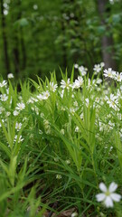 summer forest and flowers