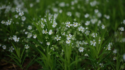 summer forest and flowers