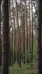 Obraz premium forest flowers and trees