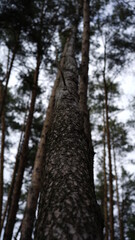 Fototapeta premium forest flowers and trees