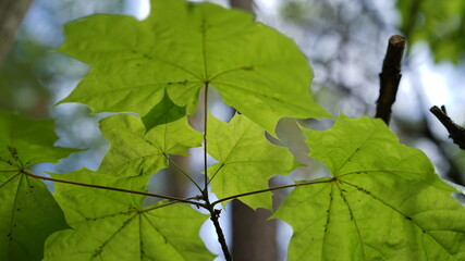 forest flowers and trees