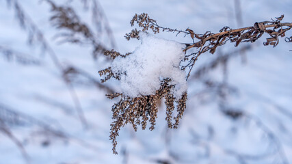 Winter landscape. Branches of trees and bushes in the snow. Winter nature background. Image for design.
