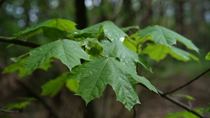 forest flowers and trees