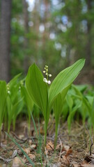 forest flowers and trees