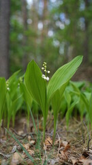 forest flowers and trees