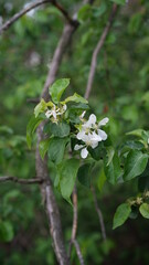 forest flowers and trees
