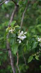 forest flowers and trees