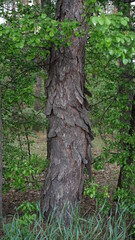 forest cloudy day lake and green grass