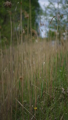 forest cloudy day lake and green grass