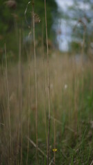 forest cloudy day lake and green grass