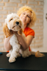 Vertical portrait of adorable curly Labradoodle dog sitting at table before brushing and shearing in grooming salon, looking at camera. Smiling female groomer holding obedient pet, selective focus.