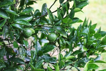 A small orange tree in the garden.