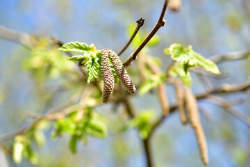 Walnut earrings on a branch in early spring.