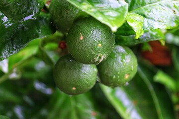 A small orange tree in the garden.