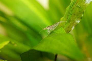 Wild Color Male Neocaridina on Plants